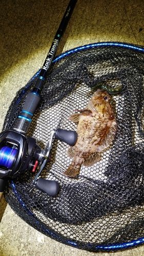 オウゴンムラソイの釣果