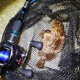 オウゴンムラソイ