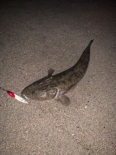 マゴチの釣果