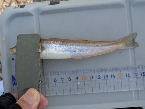キスの釣果