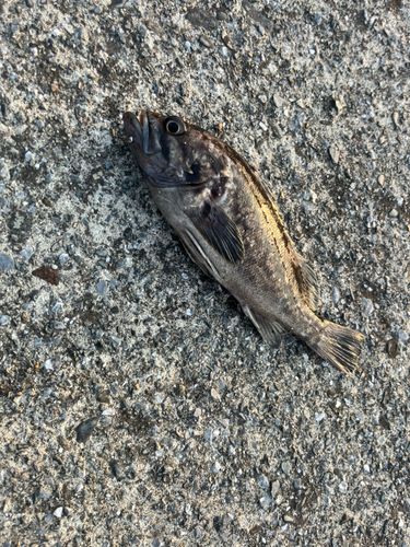 クロソイの釣果