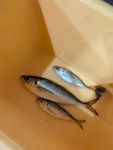 タチウオの釣果