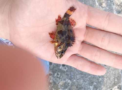 コウライヨロイメバルの釣果