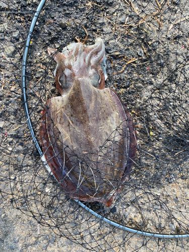 コウイカの釣果