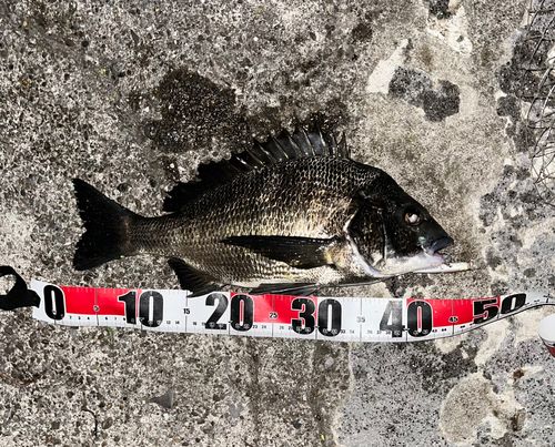チヌの釣果