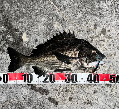 チヌの釣果