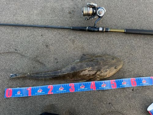 マゴチの釣果
