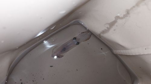 ヒイカの釣果