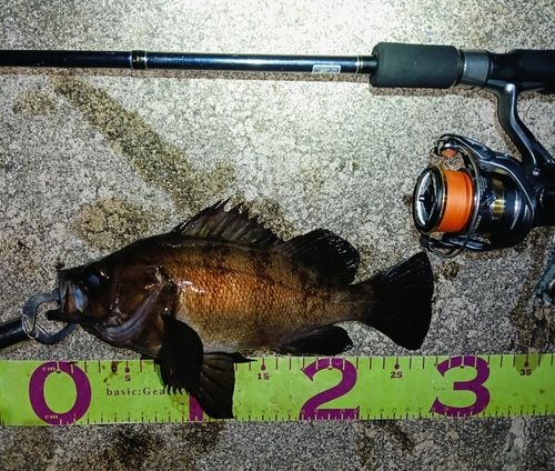 メバルの釣果
