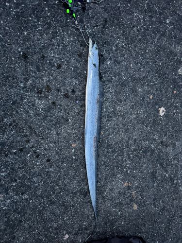 タチウオの釣果