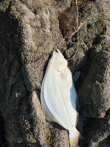 ヒラメの釣果