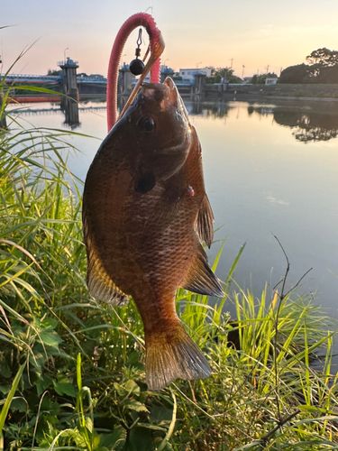 ブルーギルの釣果