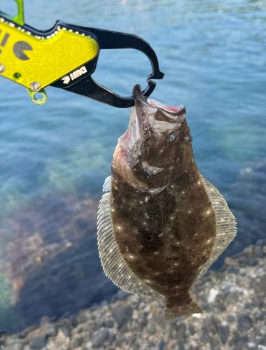 ソゲの釣果