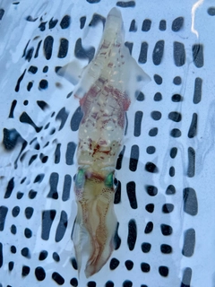 ケンサキイカの釣果