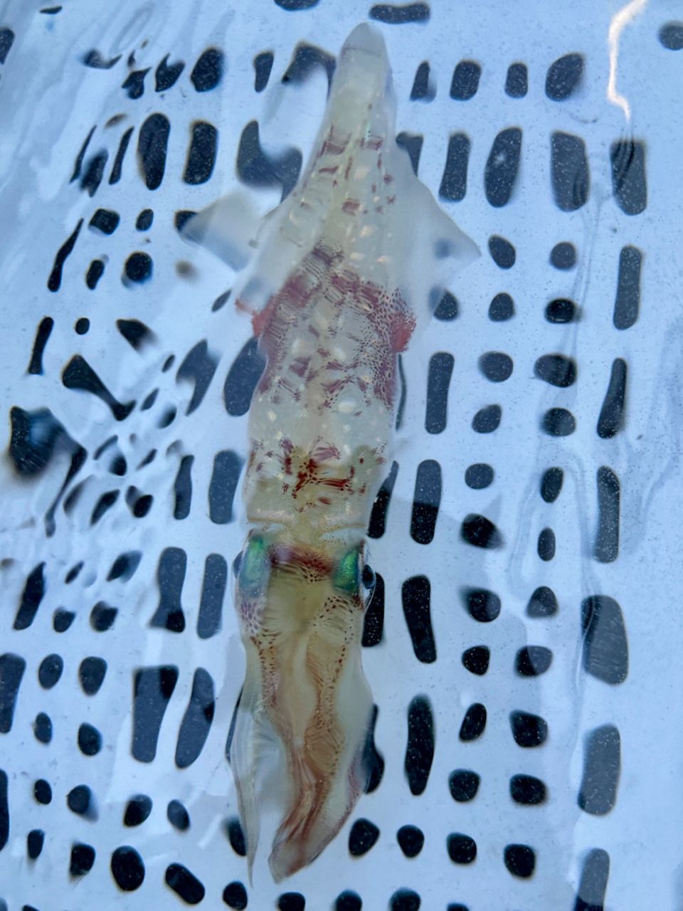 しらすうにさんの釣果 1枚目の画像