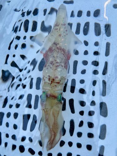 ケンサキイカの釣果