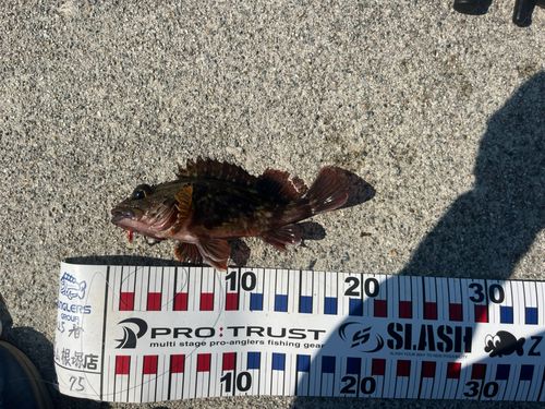 カサゴの釣果