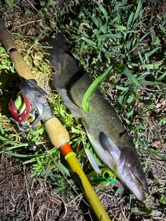 ナマズの釣果