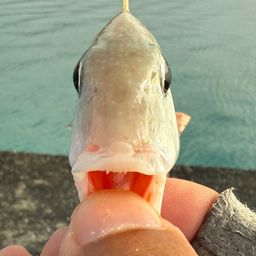 タテシマフエフキ