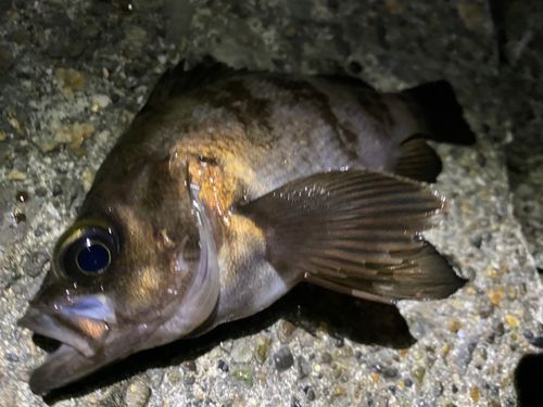 メバルの釣果