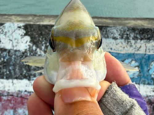 ヒトスジタマガシラの釣果