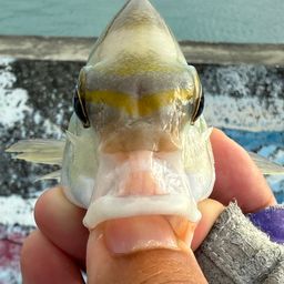 ヒトスジタマガシラ