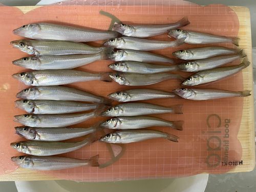 キスの釣果