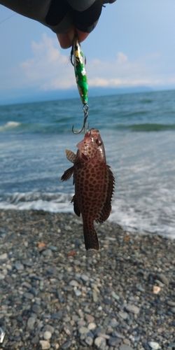 オオモンハタの釣果
