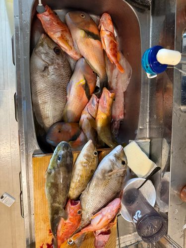 イラの釣果
