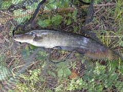 マナマズの釣果