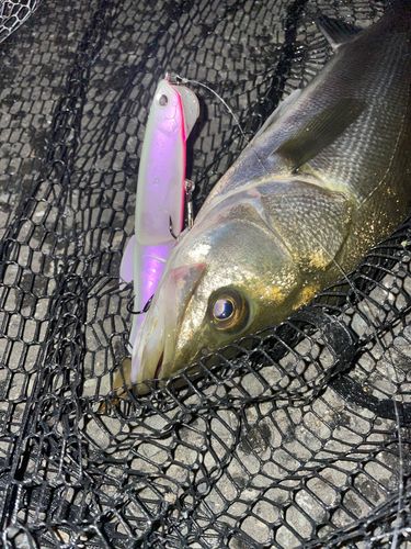 フッコ（マルスズキ）の釣果