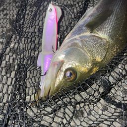 フッコ（マルスズキ）