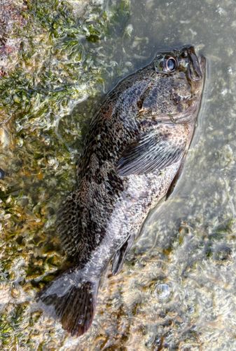 釣果