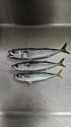サバの釣果