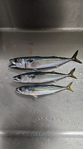 サバの釣果