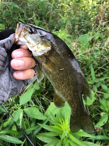 スモールマウスバスの釣果