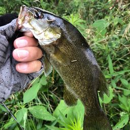 スモールマウスバス