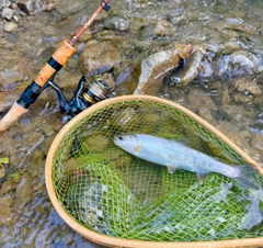 ニジマスの釣果