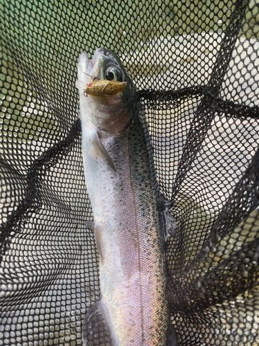 ニジマスの釣果