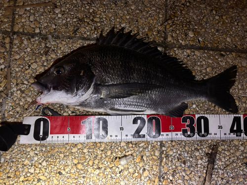 クロダイの釣果