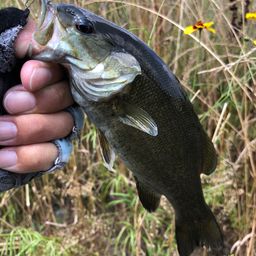 スモールマウスバス