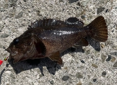 ムラソイの釣果