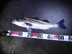フッコ(マルスズキ)の釣果