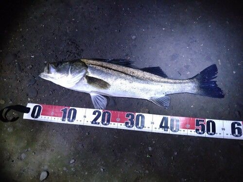 フッコ（マルスズキ）の釣果