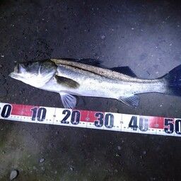 フッコ（マルスズキ）