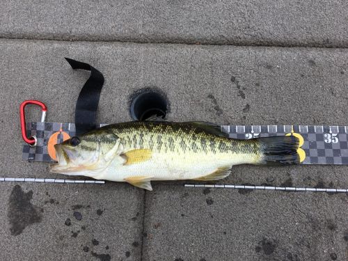 ブラックバスの釣果