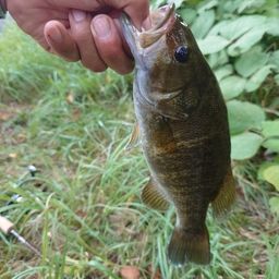 スモールマウスバス