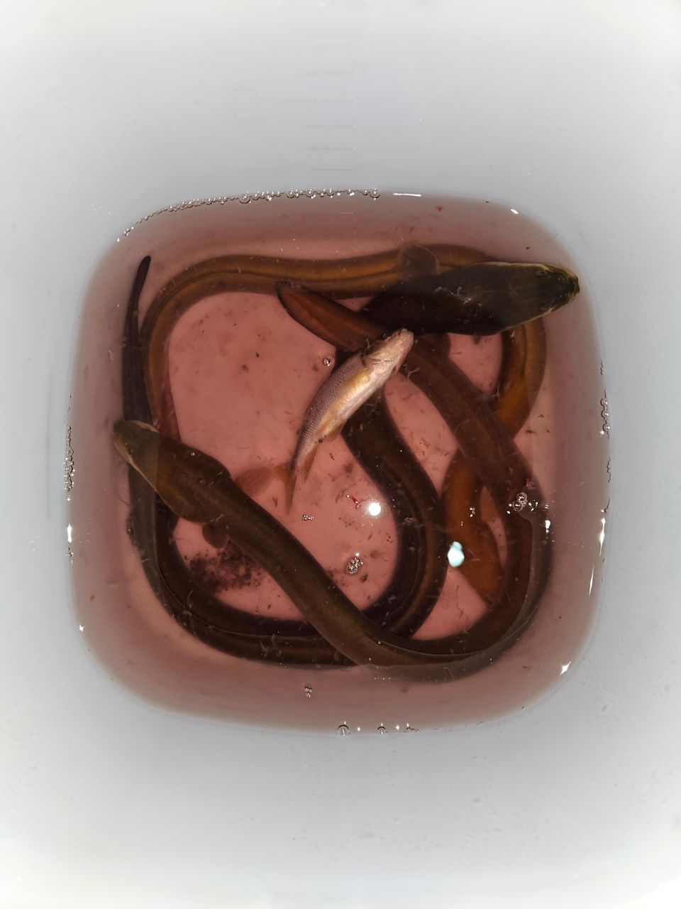 ウナギ