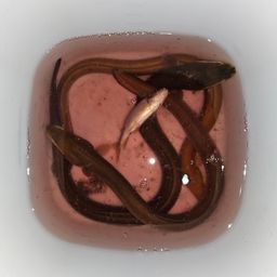 ウナギ