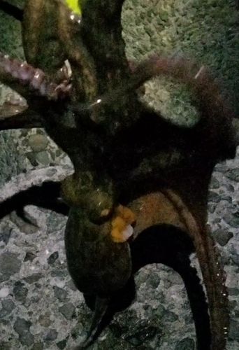 タコの釣果
